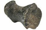 Ornithopod (Valdosaurus) Toe Bone - Isle of Wight, England #209572-1